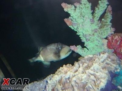 酒泉龍魚vs酒泉水族批發(fā)市場vs酒泉水族館vs酒泉魚缸批發(fā)市場vs祥龍魚場：酒泉地區(qū)與龍魚相關(guān)的市場、店鋪、魚場信息