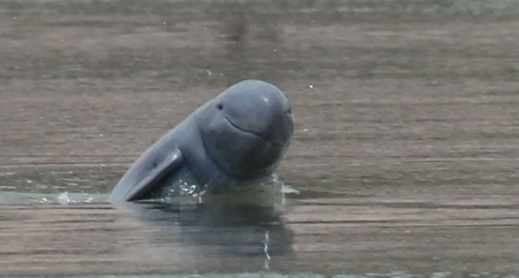 玉樹藏族自治州龍魚vs玉樹藏族自治州水族批發(fā)市場(chǎng)vs玉樹藏族自治州水族館vs玉樹藏族自治州魚缸批發(fā)市場(chǎng)vs祥龍魚場(chǎng)：玉樹地區(qū)水族相關(guān)產(chǎn)業(yè)的發(fā)展趨勢(shì) 祥龍魚場(chǎng)各市分站 第4張