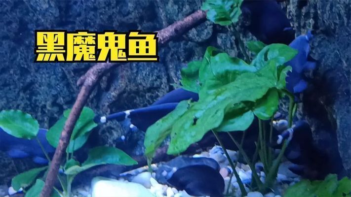 六安龍魚(yú)vs六安水族批發(fā)市場(chǎng)vs六安水族館vs六安魚(yú)缸批發(fā)市場(chǎng)vs祥龍魚(yú)場(chǎng)：六安龍魚(yú)、六安水族批發(fā)市場(chǎng)、六安魚(yú)缸批發(fā)市場(chǎng)信息 祥龍魚(yú)場(chǎng)各市分站 第5張