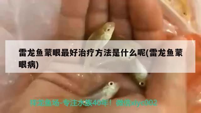 龍魚蒙眼病眼睛破了vs祥龍魚場：祥龍魚場的評價如何龍魚蒙眼病的治療方法 vs祥龍魚場 第4張