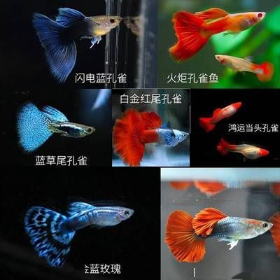 星鉆魚繁殖期水溫控制技巧：星鉆魚在繁殖期間水溫控制的重要性 龍魚百科 第1張