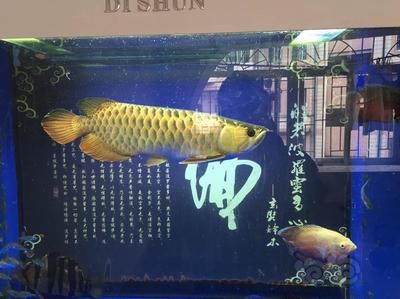 龍魚(yú)適合跟什么魚(yú)一起養(yǎng)：龍魚(yú)混養(yǎng)水族箱布局技巧 龍魚(yú)百科 第5張