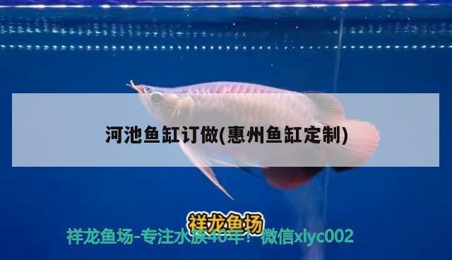 河池龍魚vs河池水族批發(fā)市場vs河池水族館vs河池魚缸批發(fā)市場vs祥龍魚場：河池龍魚養(yǎng)殖技術(shù) 祥龍魚場各市分站 第3張