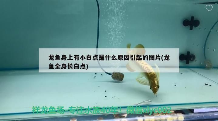 龍魚鱗上面有小白點(diǎn)vs祥龍魚場(chǎng)：龍魚小白點(diǎn)病因探究 vs祥龍魚場(chǎng) 第3張