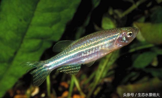 龍魚(yú)低溫過(guò)后溫度回來(lái)了會(huì)死嗎：龍魚(yú)在經(jīng)歷了低溫后，溫度恢復(fù)正常，它們會(huì)立即恢復(fù)健康嗎？ 水族問(wèn)答 第2張