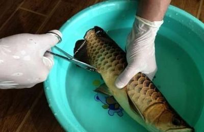 龍魚麻醉后多久才能喂食物vs祥龍魚場：祥龍魚場的龍魚品種介紹 vs祥龍魚場 第3張