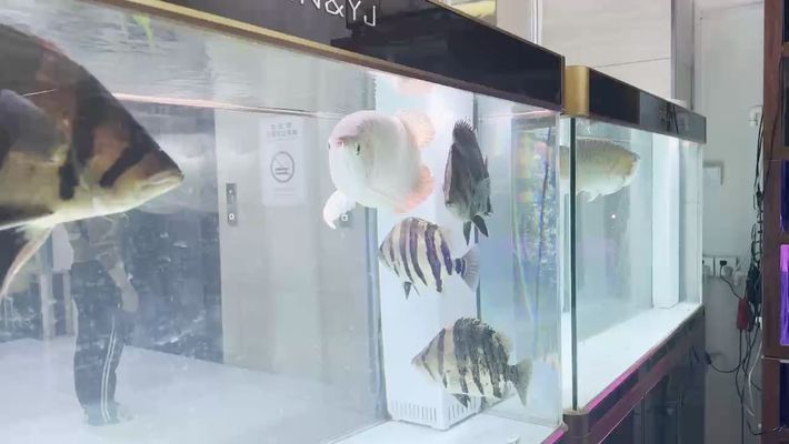 張家界龍魚vs張家界水族批發(fā)市場vs張家界水族館vs張家界魚缸批發(fā)市場vs祥龍魚場：張家界水族批發(fā)市場 祥龍魚場各市分站 第2張