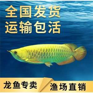 龍魚(yú)魚(yú)場(chǎng)都有哪些魚(yú)類名稱：龍魚(yú)魚(yú)場(chǎng)中常見(jiàn)的龍魚(yú)品種 龍魚(yú)百科 第4張