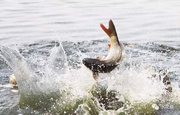 龍魚第一次喂食怎么喂好：龍魚第一次喂食應注意哪些事項以確保其健康成長 水族問答 第2張