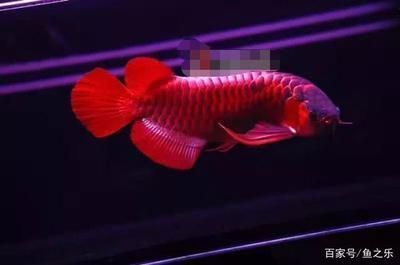 龍魚晚上關(guān)燈嗎會(huì)死嗎 龍魚百科 第4張