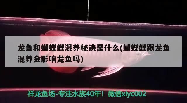 龍魚混養(yǎng)蝴蝶鯉：龍魚與蝴蝶鯉混養(yǎng)需要注意以下幾個方面，龍魚混養(yǎng)注意事項(xiàng) 龍魚百科 第5張