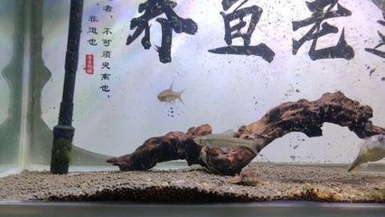 龍魚爛鰭怎么治療最好vs祥龍魚場：祥龍魚場治療龍魚爛鰭的最佳治療方法和注意事項(xiàng) vs祥龍魚場 第2張