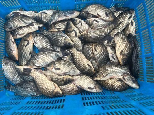 青島龍魚vs青島水族批發(fā)市場vs青島水族館vs青島魚缸批發(fā)市場vs祥龍魚場：青島水族批發(fā)市場價格祥龍魚場口碑評價青島水族批發(fā)市場價格 祥龍魚場各市分站 第1張