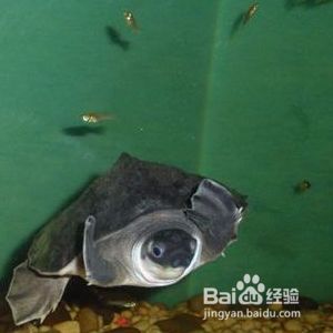 龍魚咬豬鼻龜怎么辦：豬鼻龜咬龍魚怎么辦 龍魚百科 第3張