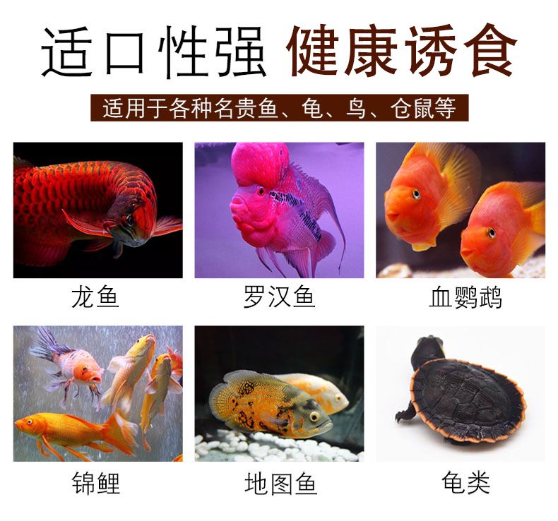 龍魚魚食 小魚小蝦：如何挑選適合龍魚的活餌，龍魚飼料中營養(yǎng)成分解析 龍魚百科 第4張