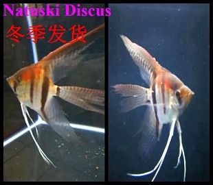 龍魚(yú)吊墜的寓意和象征是什么：龍魚(yú)吊墜在時(shí)尚界中是如何被賦予吉祥和好運(yùn)的象征意義的 水族問(wèn)答 第1張