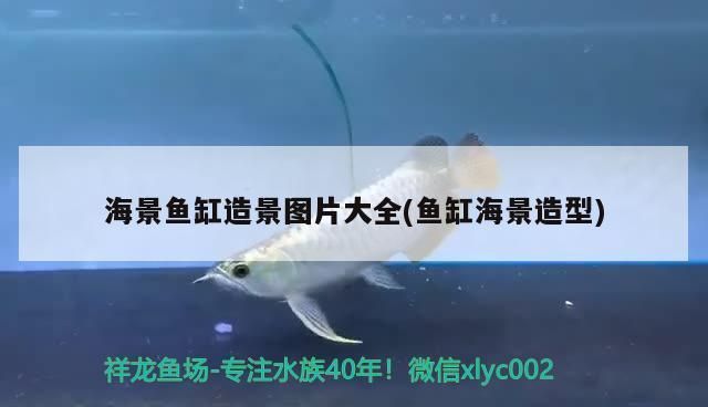 白銀龍魚vs白銀水族批發(fā)市場(chǎng)vs白銀水族館vs白銀魚缸批發(fā)市場(chǎng)vs祥龍魚場(chǎng)：白銀地區(qū)的主要水族市場(chǎng) 祥龍魚場(chǎng)各市分站 第1張