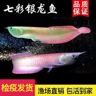 白銀龍魚vs白銀水族批發(fā)市場(chǎng)vs白銀水族館vs白銀魚缸批發(fā)市場(chǎng)vs祥龍魚場(chǎng)：白銀地區(qū)的主要水族市場(chǎng) 祥龍魚場(chǎng)各市分站 第2張