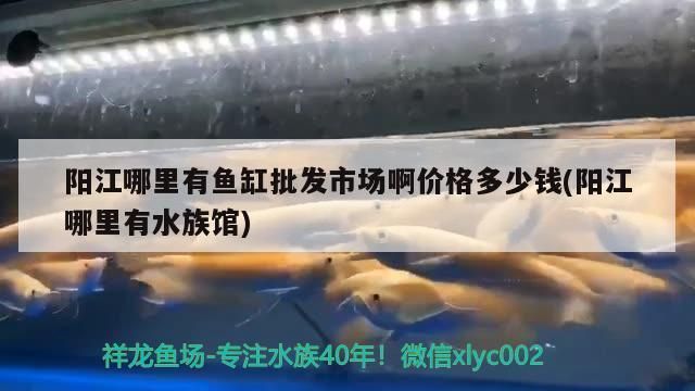 陽(yáng)江龍魚(yú)vs陽(yáng)江水族批發(fā)市場(chǎng)vs陽(yáng)江水族館vs陽(yáng)江魚(yú)缸批發(fā)市場(chǎng)vs祥龍魚(yú)場(chǎng)：陽(yáng)江水族批發(fā)市場(chǎng) 祥龍魚(yú)場(chǎng)各市分站 第4張