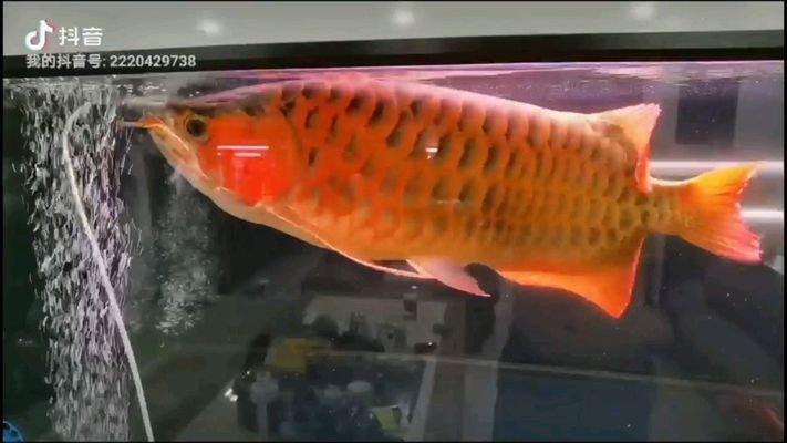 綿陽龍魚vs綿陽水族批發(fā)市場vs綿陽水族館vs綿陽魚缸批發(fā)市場vs祥龍魚場：綿陽水族批發(fā)市場 祥龍魚場各市分站 第2張