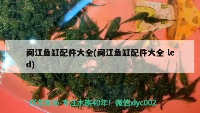 洛陽龍魚vs洛陽水族批發(fā)市場vs洛陽水族館vs洛陽魚缸批發(fā)市場vs祥龍魚場：洛陽水族批發(fā)市場 祥龍魚場各市分站 第1張