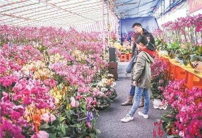 洛陽龍魚vs洛陽水族批發(fā)市場vs洛陽水族館vs洛陽魚缸批發(fā)市場vs祥龍魚場：洛陽水族批發(fā)市場 祥龍魚場各市分站 第2張