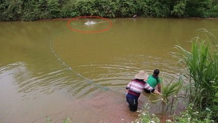 龍魚喂草金魚好處：喂食草金對(duì)龍魚有多重好處， 龍魚百科 第2張