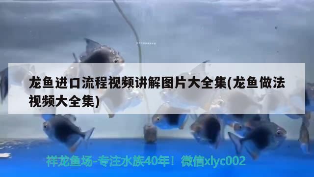 上海龍魚vs上海水族批發(fā)市場vs上海水族館vs上海魚缸批發(fā)市場vs祥龍魚場：上海龍魚市場口碑排行