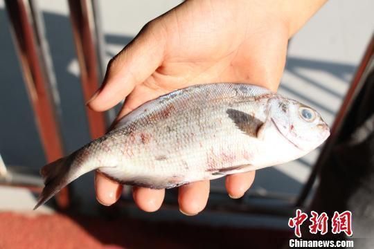 柳州龍魚vs柳州水族批發(fā)市場vs柳州水族館vs柳州魚缸批發(fā)市場vs祥龍魚場：柳州水族市場特色品種柳州水族市場特色品種柳州魚缸選購指南 祥龍魚場各市分站 第2張