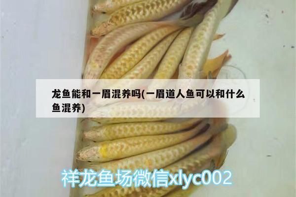 龍魚能和一眉混養(yǎng)嗎：龍魚和一眉道人魚可以混養(yǎng)嗎 龍魚百科 第2張