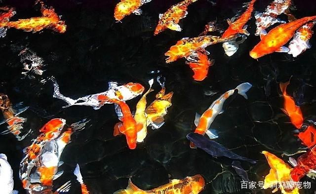 龍魚掉鱗多久能恢復：龍魚為什么會掉鱗？ 水族問答