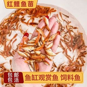 喂龍魚的活飼料魚怎么處理：處理龍魚飼料魚的步驟包括：活飼料魚的選擇技巧指南 龍魚百科 第5張