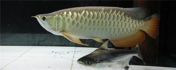 龍魚(yú)總是浮在水面是什么原因造成的：龍魚(yú)總是浮在水面可能由多種原因造成，如何解決龍魚(yú)浮在水面的問(wèn)題 龍魚(yú)百科 第2張