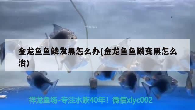 龍魚立鱗鱗片開始發(fā)黑怎么回事vs祥龍魚場：龍魚立鱗病因及治療方法 vs祥龍魚場 第5張