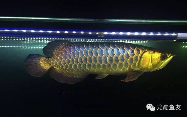 龍魚(yú)發(fā)色用什么燈光：如何選擇和使用龍魚(yú)的燈光 龍魚(yú)百科 第4張