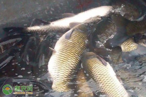 龍魚掉麟怎么辦：如何預防龍魚掉落麟 水族問答