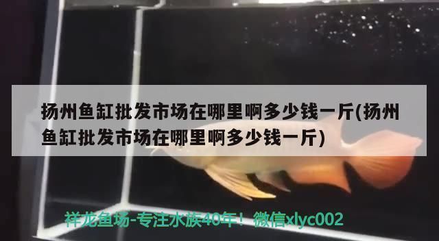 揚州龍魚vs揚州水族批發(fā)市場vs揚州水族館vs揚州魚缸批發(fā)市場vs祥龍魚場：揚州水族批發(fā)市場價格對比祥龍魚場魚類品種大全