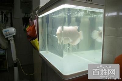 宿遷龍魚vs宿遷水族批發(fā)市場vs宿遷水族館vs宿遷魚缸批發(fā)市場vs祥龍魚場：宿遷魚缸批發(fā)市場 祥龍魚場各市分站 第2張