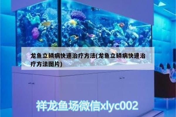 龍魚立鱗病怎么治最快vs祥龍魚場：祥龍魚場的龍魚品種介紹