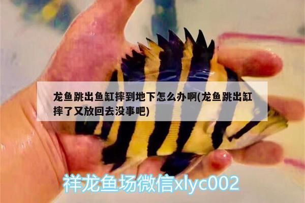 龍魚摔地上怎么辦vs祥龍魚場：龍魚摔落地面后的處理措施 vs祥龍魚場 第1張