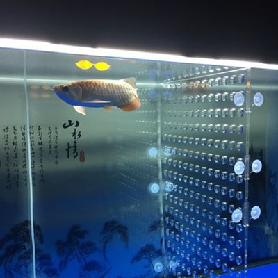 銅陵龍魚vs銅陵水族批發(fā)市場vs銅陵水族館vs銅陵魚缸批發(fā)市場vs祥龍魚場：關(guān)于銅陵水族批發(fā)市場的一些詳細信息