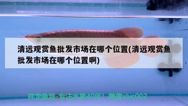 清遠龍魚vs清遠水族批發(fā)市場vs清遠水族館vs清遠魚缸批發(fā)市場vs祥龍魚場：清遠龍魚、水族批發(fā)市場、祥龍魚場 祥龍魚場各市分站 第4張