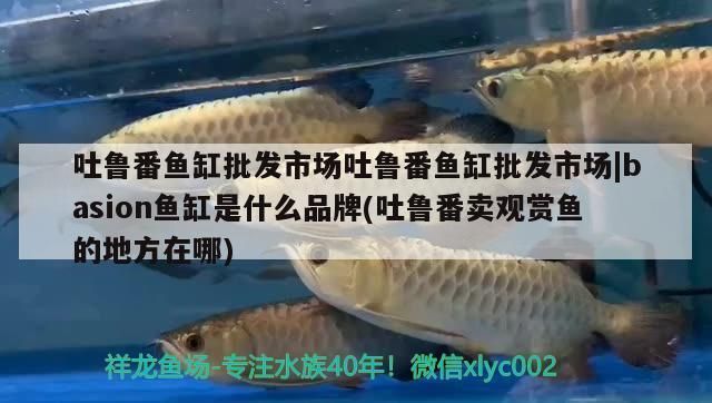 吐魯番龍魚vs吐魯番水族批發(fā)市場vs吐魯番水族館vs吐魯番魚缸批發(fā)市場vs祥龍魚場：吐魯番地區(qū)的龍魚交易市場