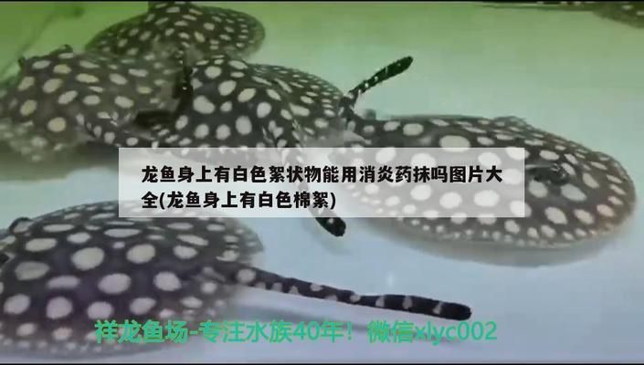 龍魚身上有白色絮狀物用什么藥vs祥龍魚場：龍魚白絮物病因分析祥龍魚場治療方案