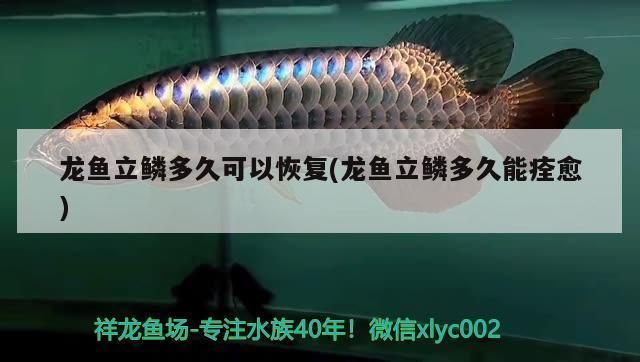 龍魚鱗片掉了怎么辦vs祥龍魚場(chǎng)：龍魚掉鱗原因分析 vs祥龍魚場(chǎng) 第3張