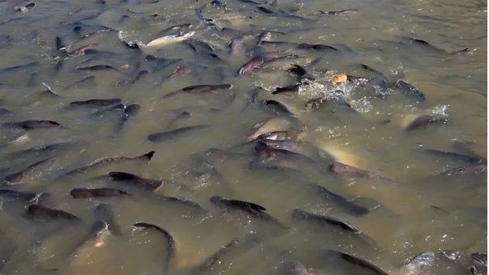 魚苗拒食可能病因分析：魚苗拒食可能由多種因素引起 龍魚百科 第2張