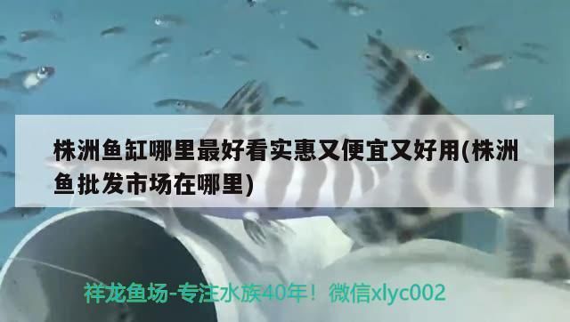 株洲龍魚vs株洲水族批發(fā)市場vs株洲水族館vs株洲魚缸批發(fā)市場vs祥龍魚場：株洲龍魚、株洲水族批發(fā)市場、株洲魚缸批發(fā)市場信息 祥龍魚場各市分站 第5張