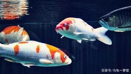 龍魚(yú)可以混養(yǎng)嗎？：適合與龍魚(yú)混養(yǎng)的溫和魚(yú)類 龍魚(yú)百科 第5張