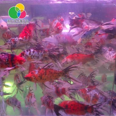 惠州龍魚vs惠州水族批發(fā)市場vs惠州水族館vs惠州魚缸批發(fā)市場vs祥龍魚場：惠州水族市場發(fā)展趨勢 祥龍魚場各市分站 第3張