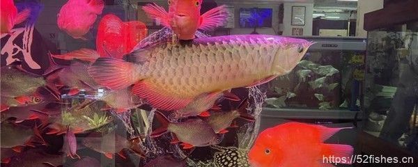 龍魚把水位降低了是為什么：龍魚降低水位是一種有效的管理策略 龍魚百科 第1張